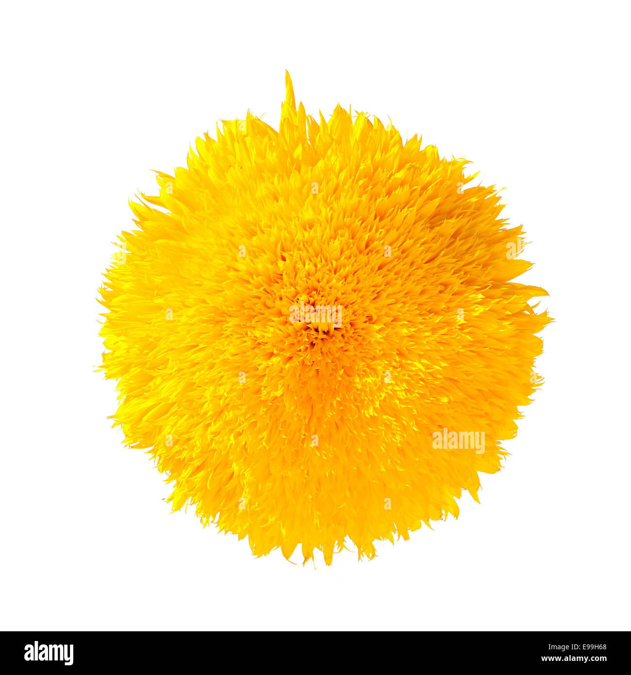 Teddy bear sunflower hi res stock photography and images alamy