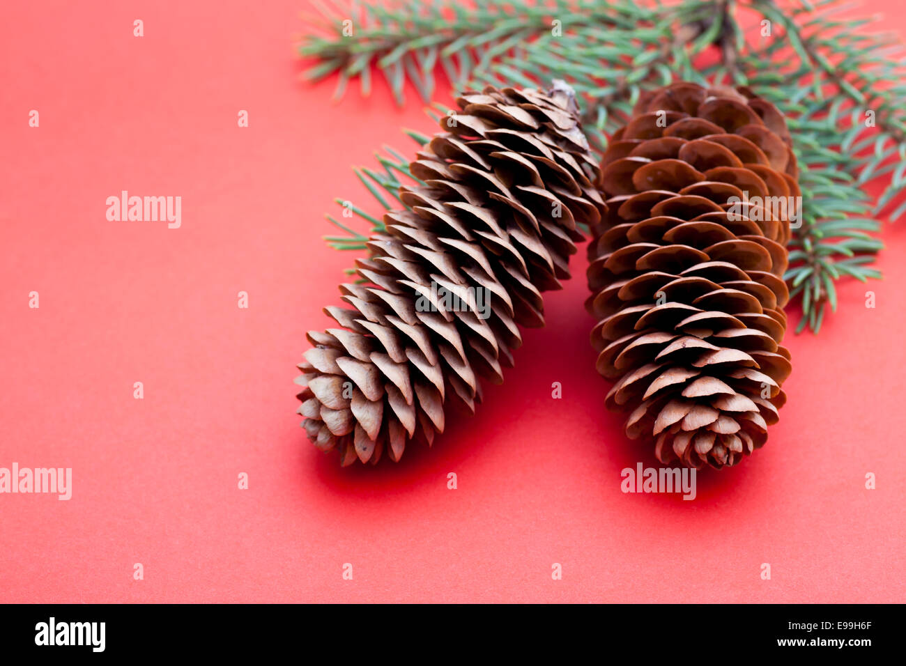 Two pine cones with branch on red background Stock Photo