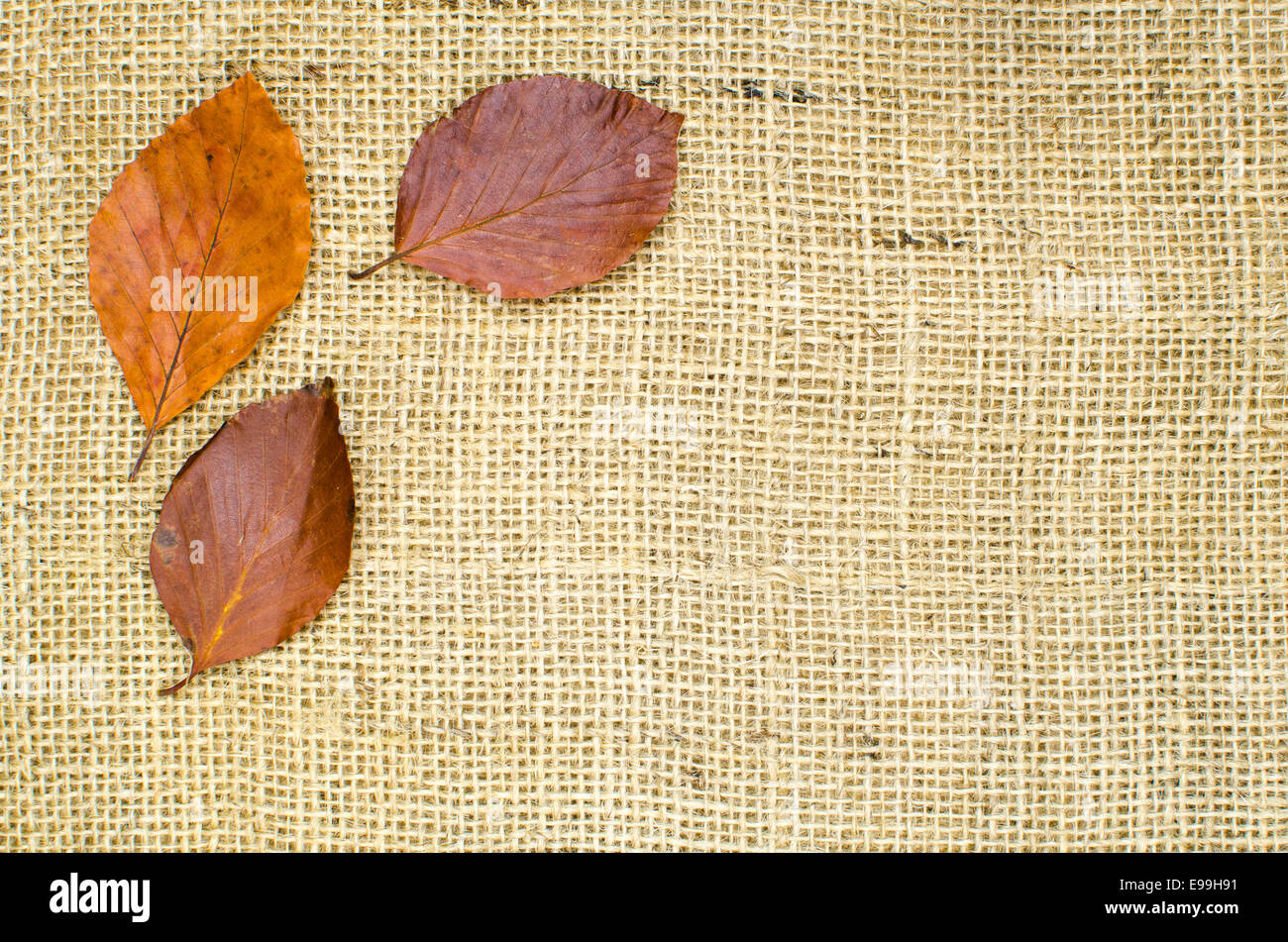 Natural texture beech leaves hi-res stock photography and images - Alamy