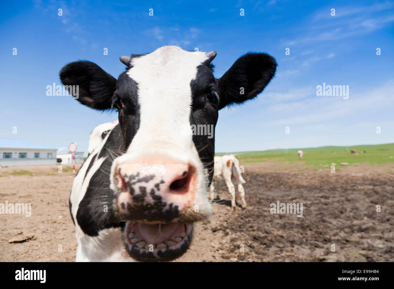 Curious cow looking at camera Stock Photo