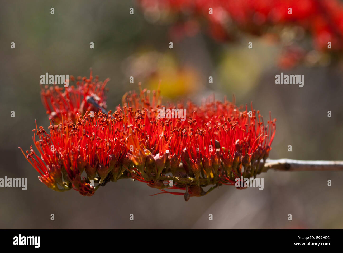 The red and green flowers of the bushwillow found in the dry forests of Mexico Stock Photo