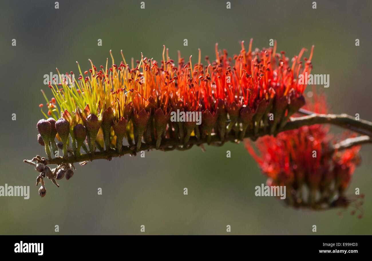 The red and green flowers of the bushwillow found in the dry forests of Mexico Stock Photo