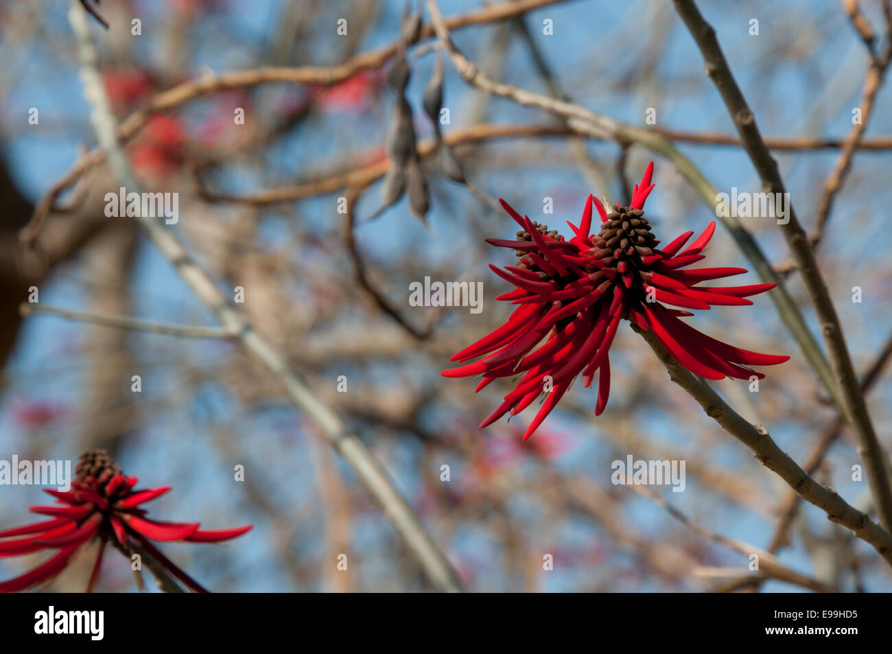 Red flowers of a Erythrina tree taken in Mexico, Stock Photo
