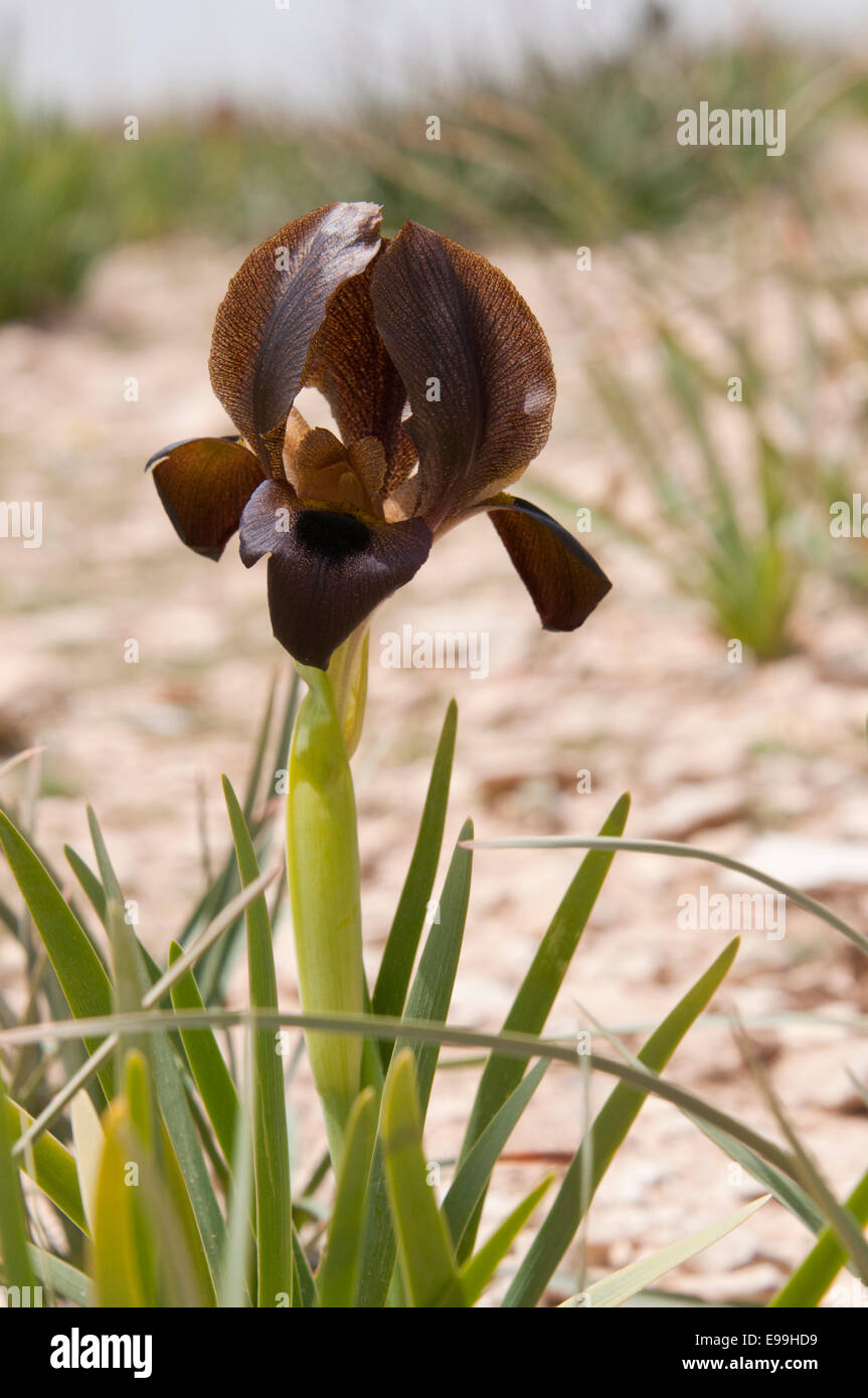 An Jordanian "black" Iris (Iris bostrensis).found on the Syrian border  Stock Photo - Alamy