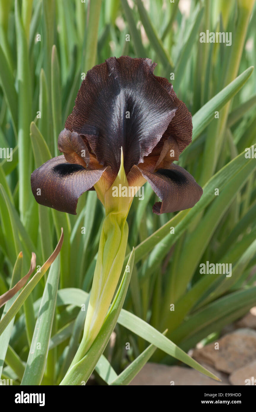 Close up view of a Jordanian “black” Iris (Iris haynei) flower Stock