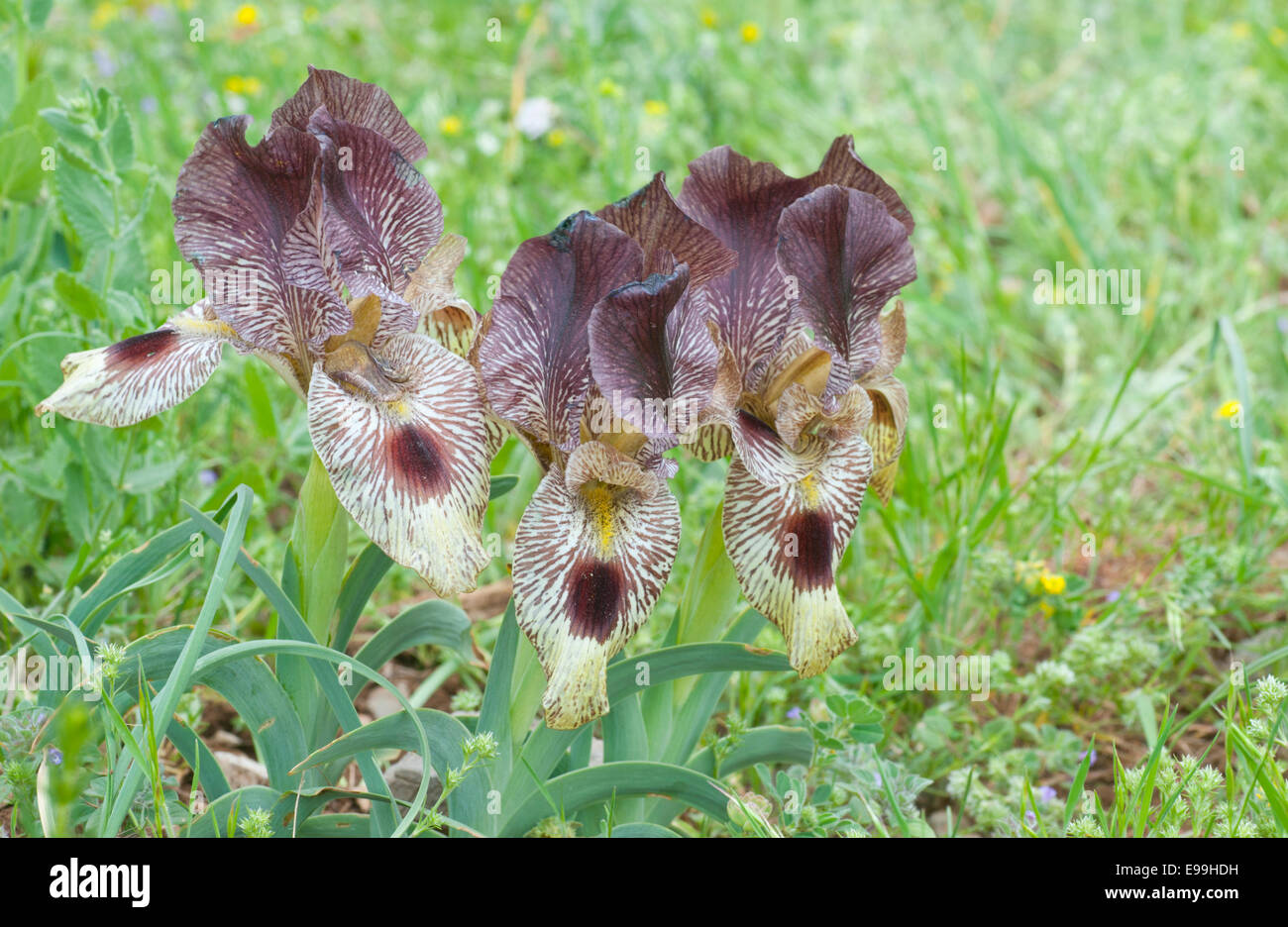 Iris sari a Turkish endemic photographed in the Aladağlar national park, Turkey Stock Photo