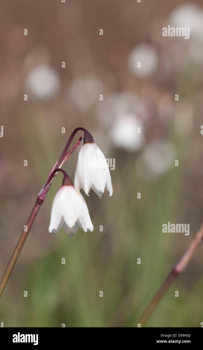Acis autumnale hi-res stock photography and images - Alamy