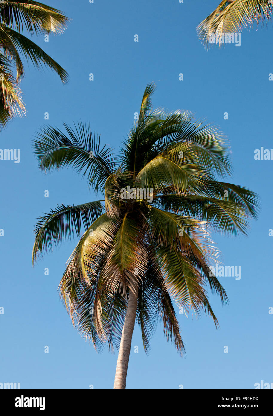 Canopy of a coconut palm against a blue sky taken at Playa Mezcala on the Mexican Pacific coast Stock Photo