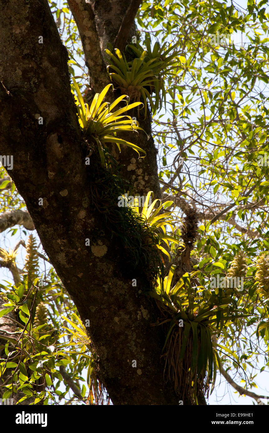 A group of Tillandsia, plants, an epiphytic bromeliad, on a tree in Laguna Maria, Mexico Stock Photo