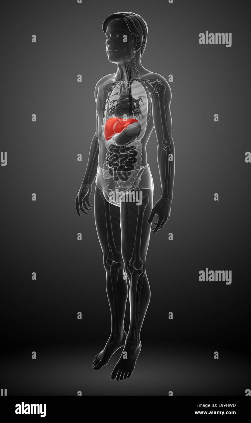 Illustration of male liver anatomy Stock Photo - Alamy