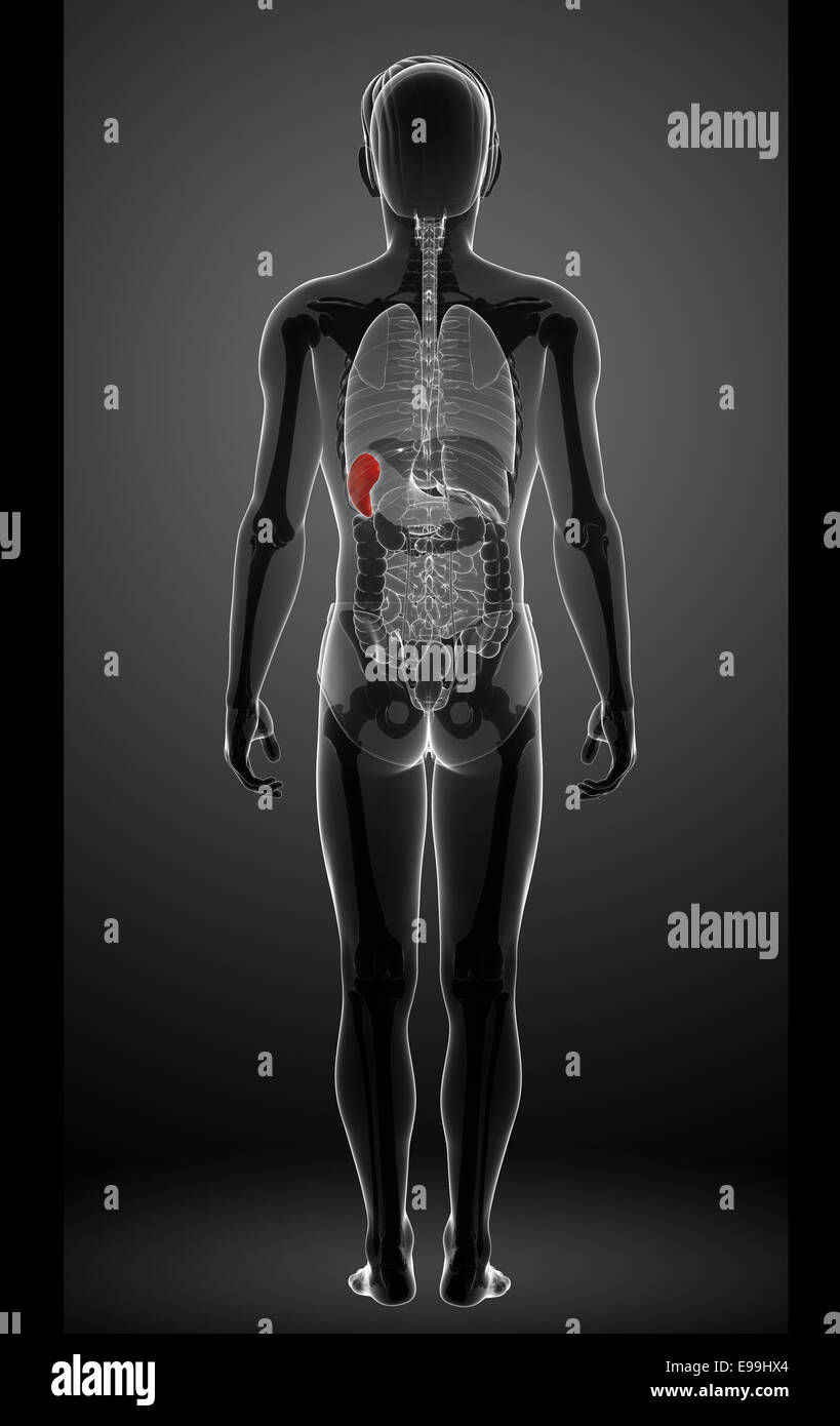 Illustration of male spleen anatomy Stock Photo - Alamy