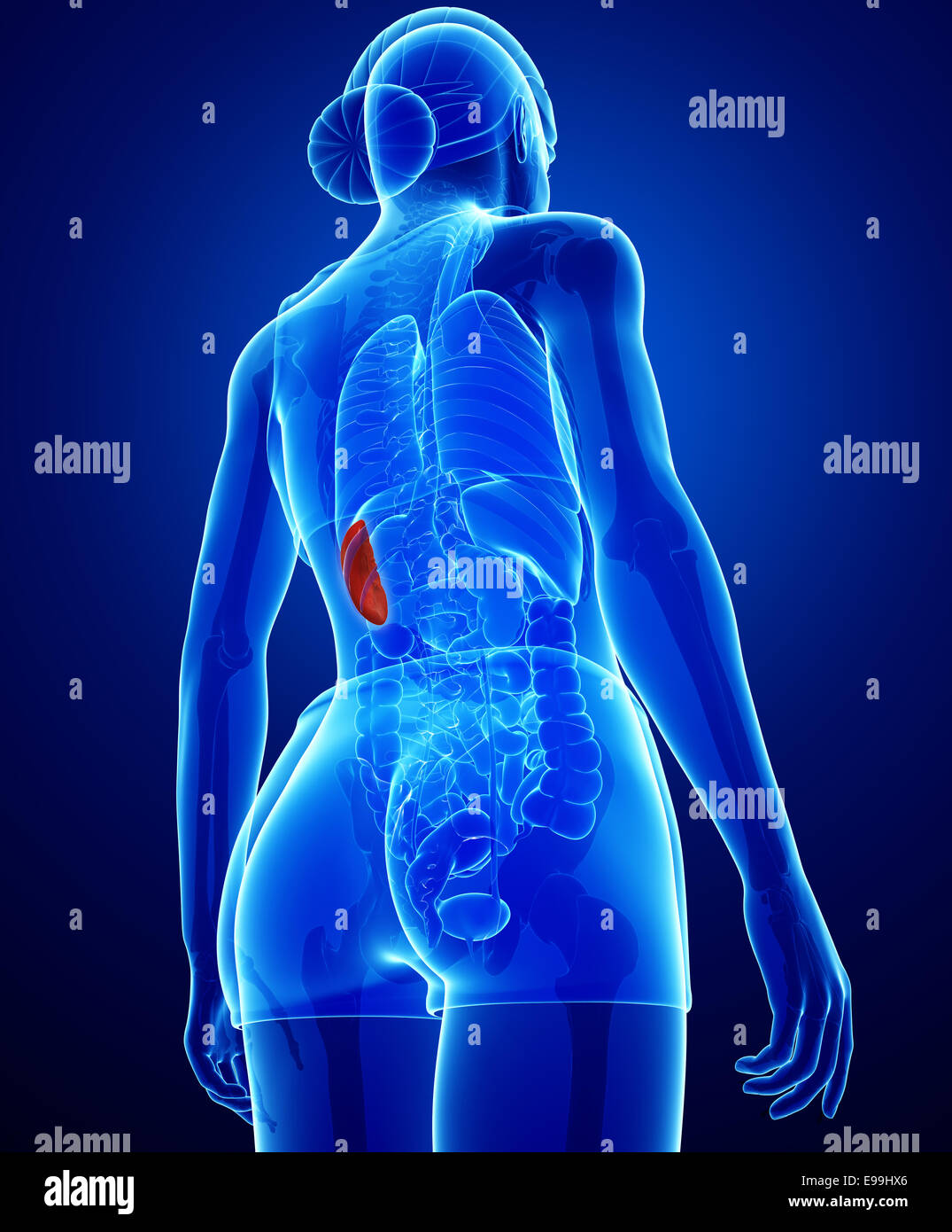 Spleen Location Women Spleen location women