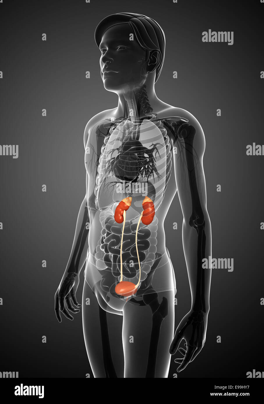 Illustration of Male urinary system Stock Photo - Alamy