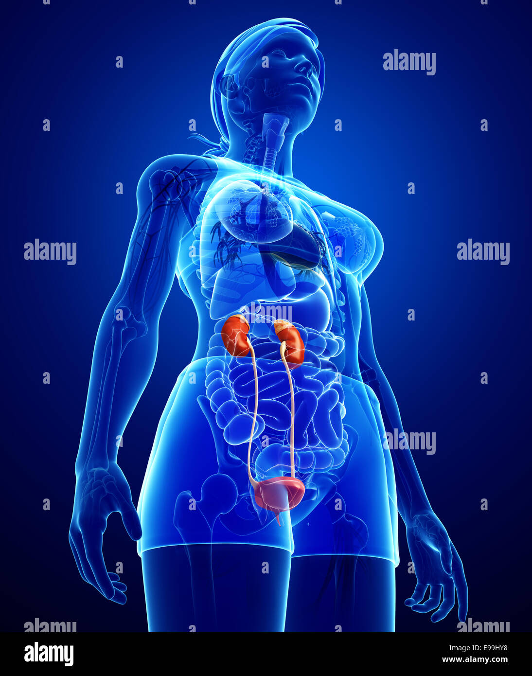 Illustration of Female urinary system Stock Photo