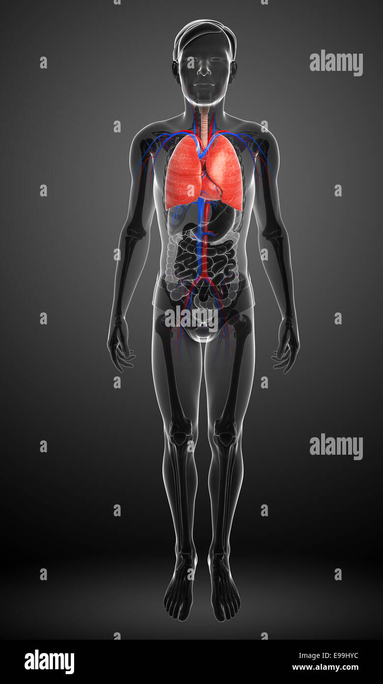 Illustration of human lungs anatomy Stock Photo Biology Diagrams