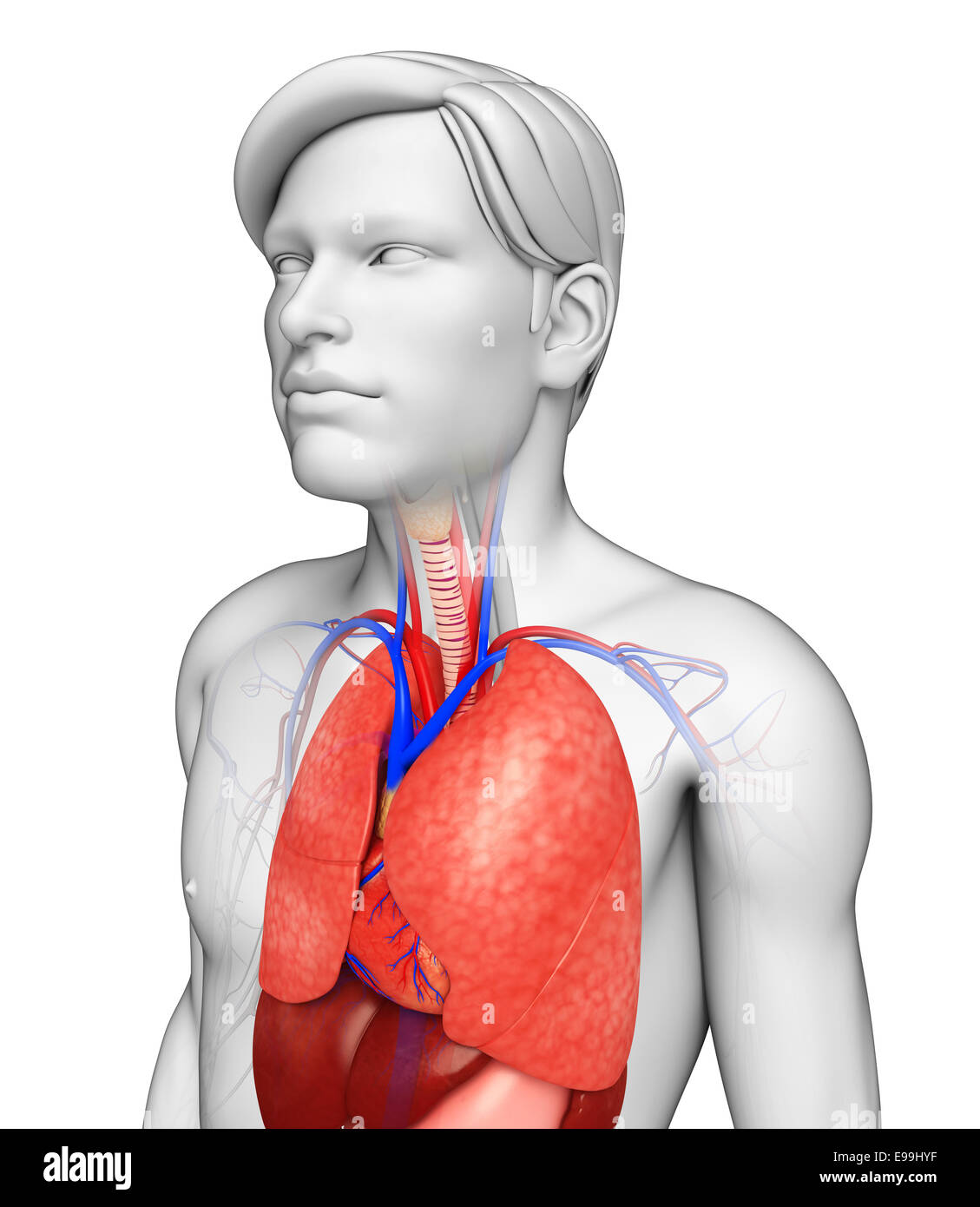 Illustration of male lungs anatomy Stock Photo Alamy