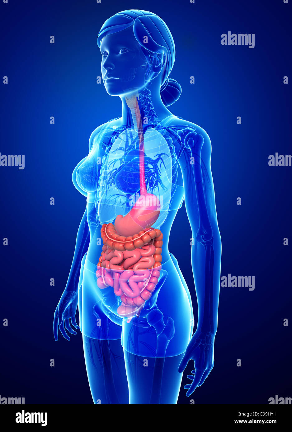 Intestines Diagram Female