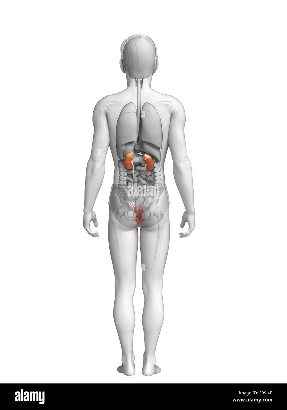 Illustration of Male urinary system Stock Photo - Alamy