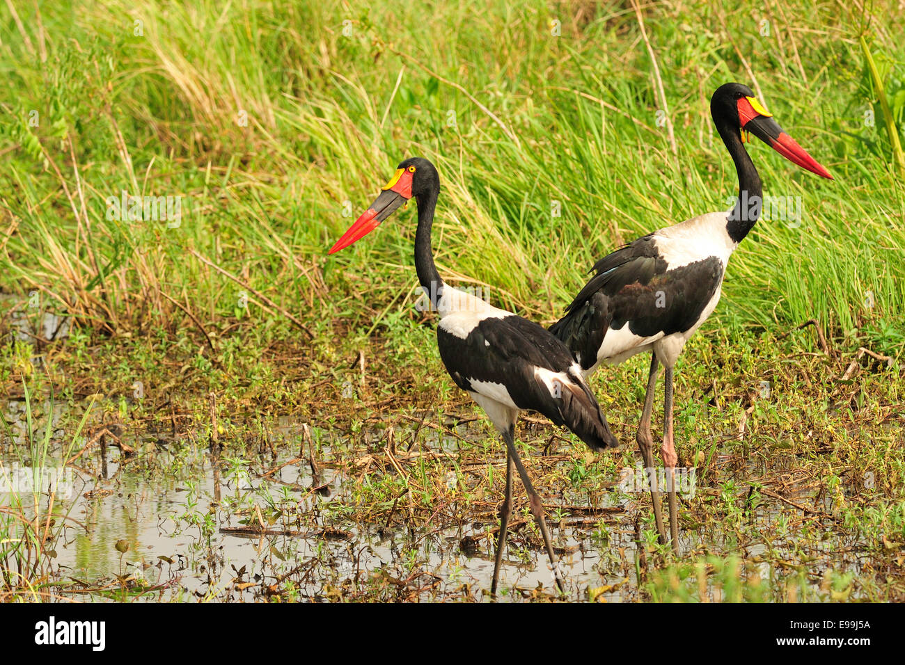 Saddle-billed stork (Ephippiorhynchus senegalensis, Ciconidae, Gambela National Park, Ethiopia Stock Photo