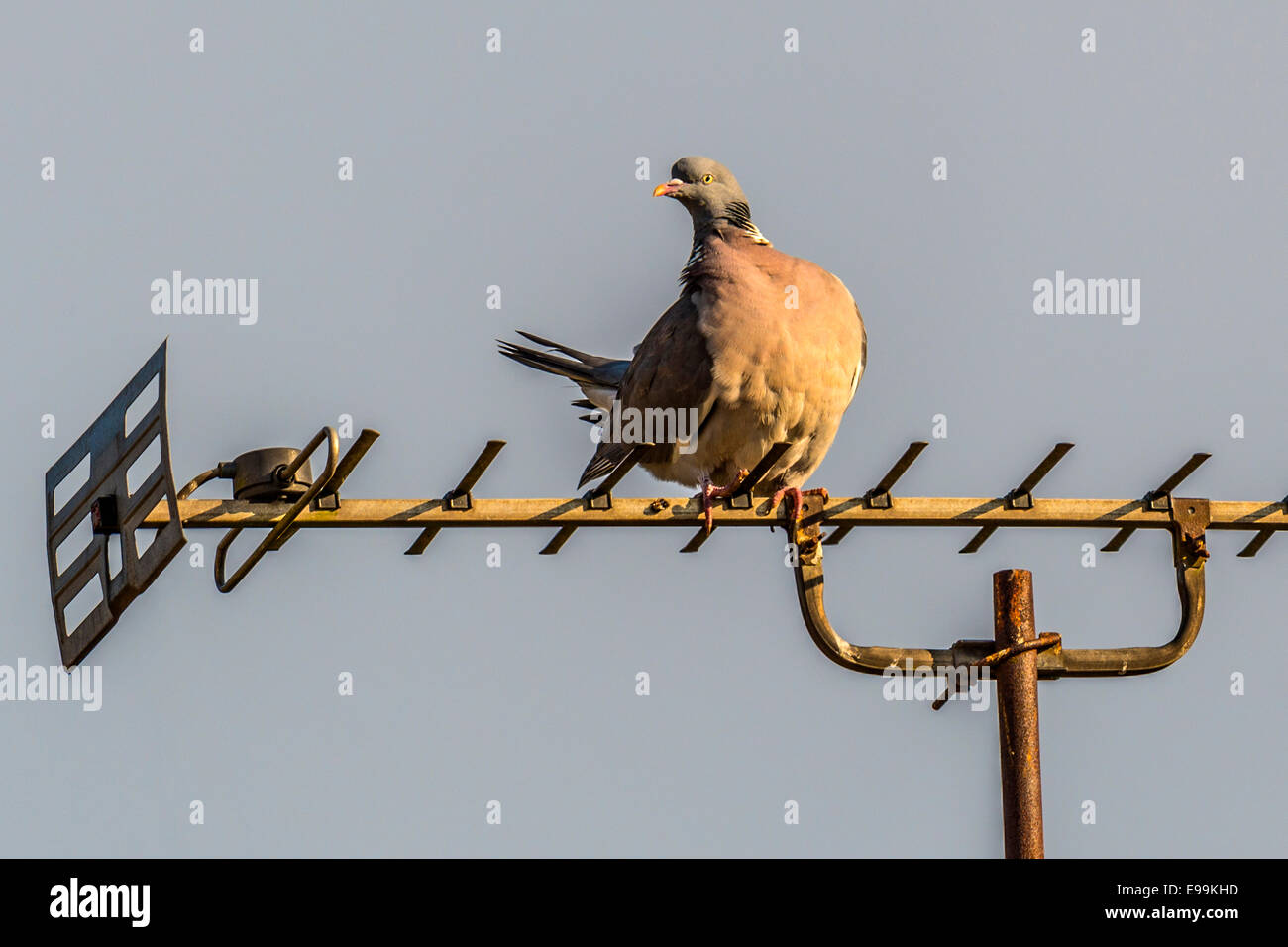 Wild Pigeon [Columba] perched on a TV Aerial surveying the surrounding area from an elevated position. Stock Photo
