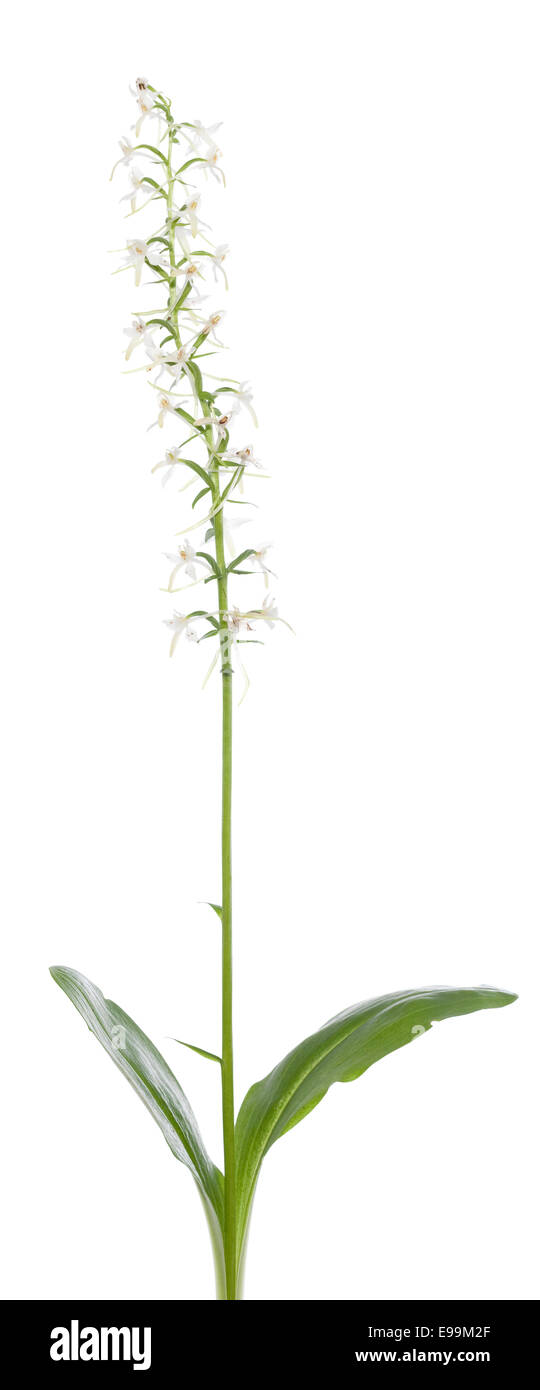 single flower (Platanthera bifolia) on white background Stock Photo
