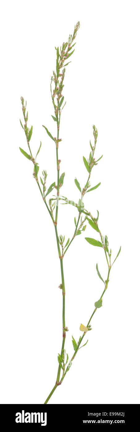 little flower( Polygonum aviculare) on white background Stock Photo