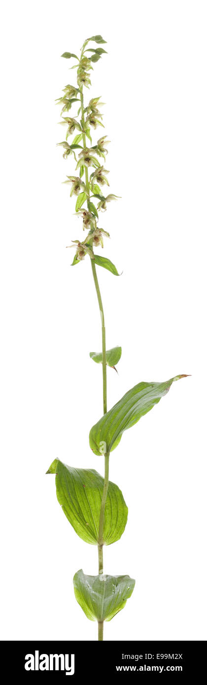 single flower (Epipactis helleborinea) on white background Stock Photo