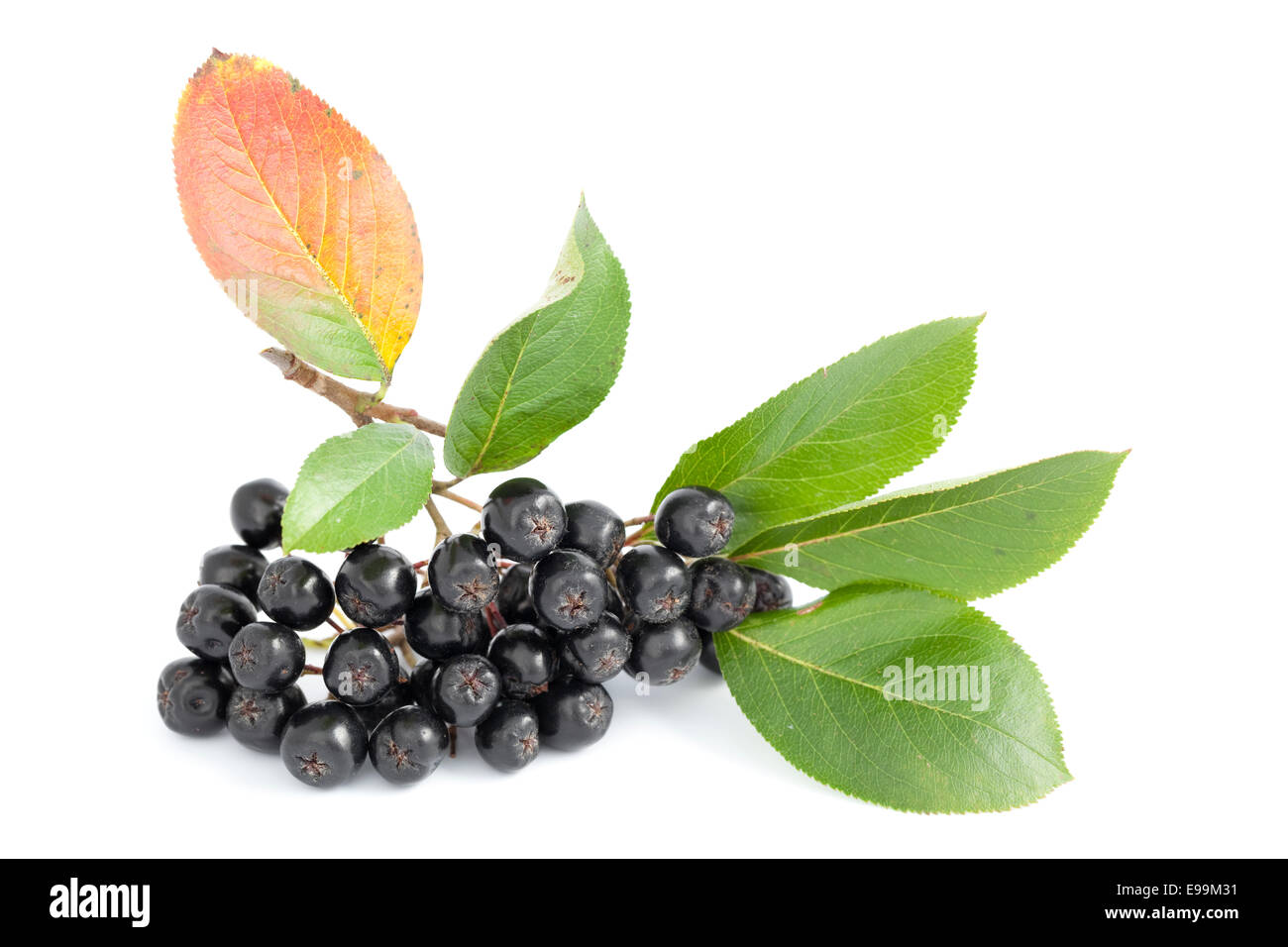 cluster black aronia (Aronia arbutifolia) on white  background Stock Photo