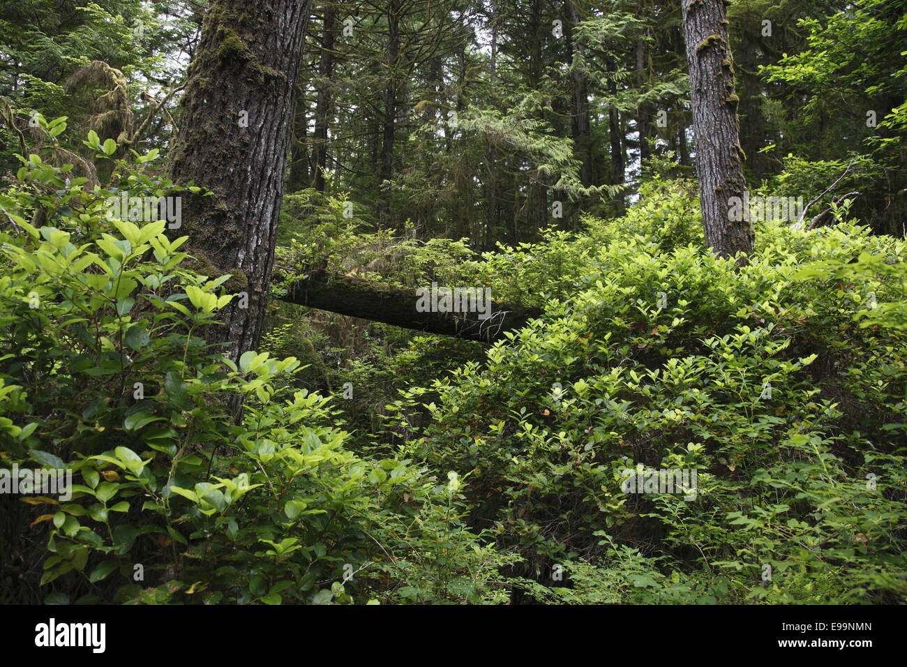 Costal Rainforest, Vancouver Island Stock Photo