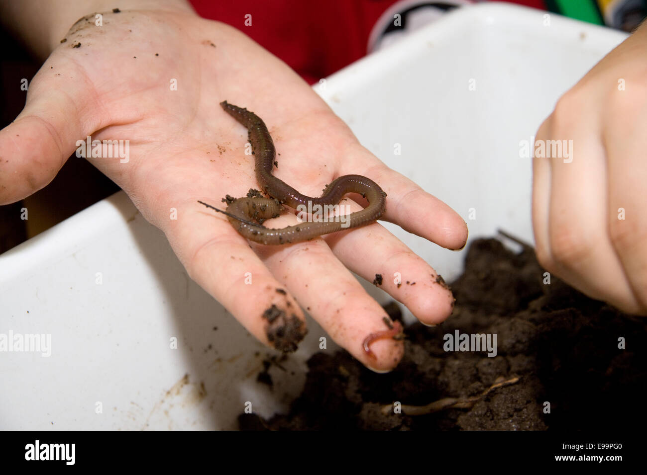 Earthworm in children hand Stock Photo