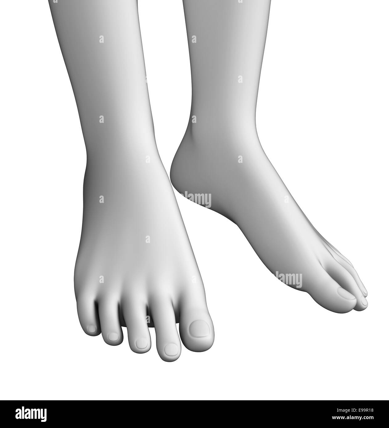 Illustration of foot anatomy artwork Stock Photo Alamy