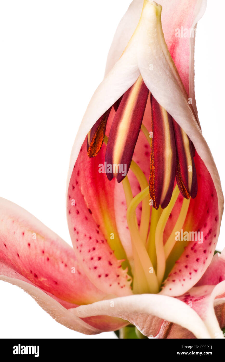 Beautiful lily (Lilium speciosum) close up Stock Photo