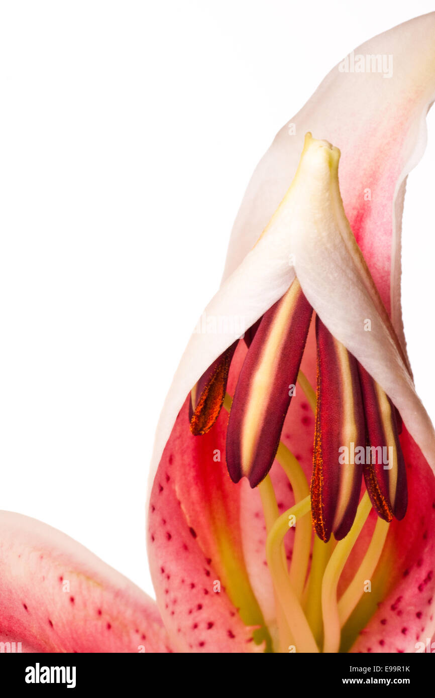 Beautiful lily (Lilium speciosum) close up Stock Photo