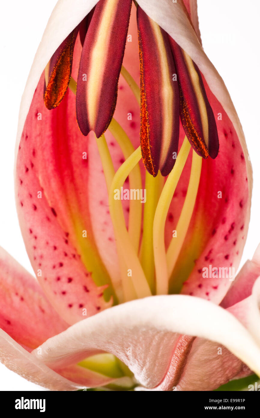 Beautiful lily (Lilium speciosum) close up Stock Photo