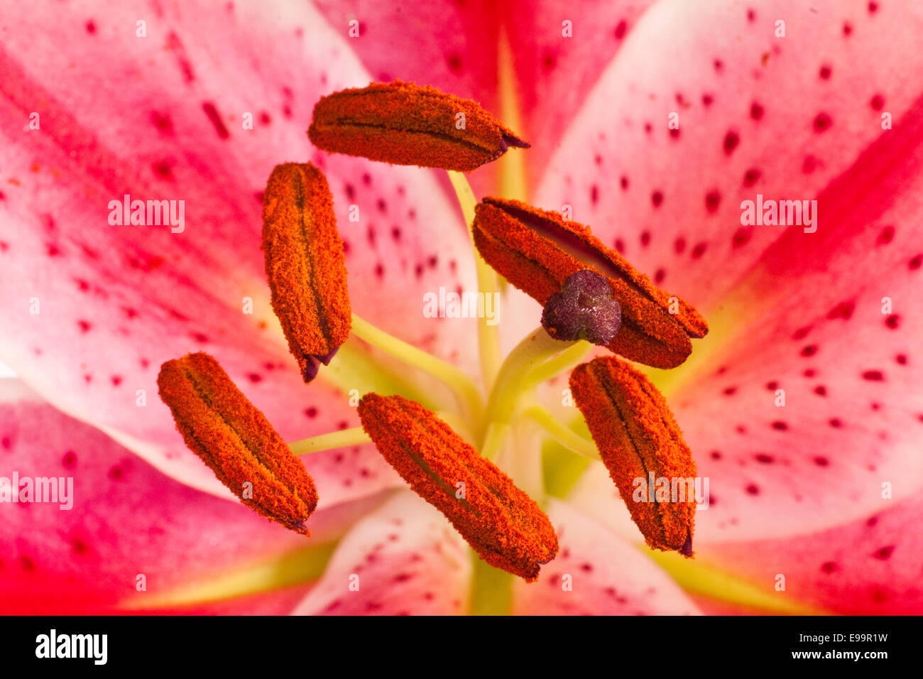 Beautiful lily (Lilium speciosum) close up Stock Photo