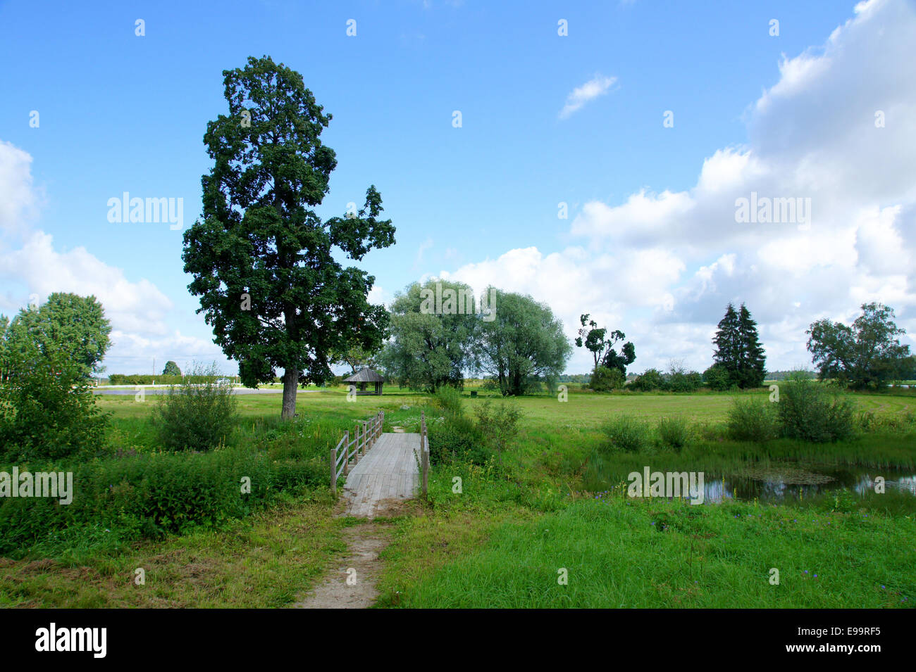 The wooden bridge and plants Stock Photo - Alamy