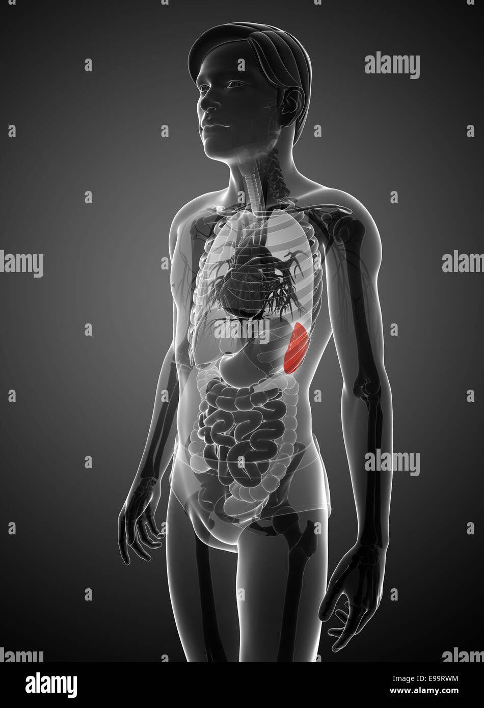 Illustration of male spleen anatomy Stock Photo - Alamy