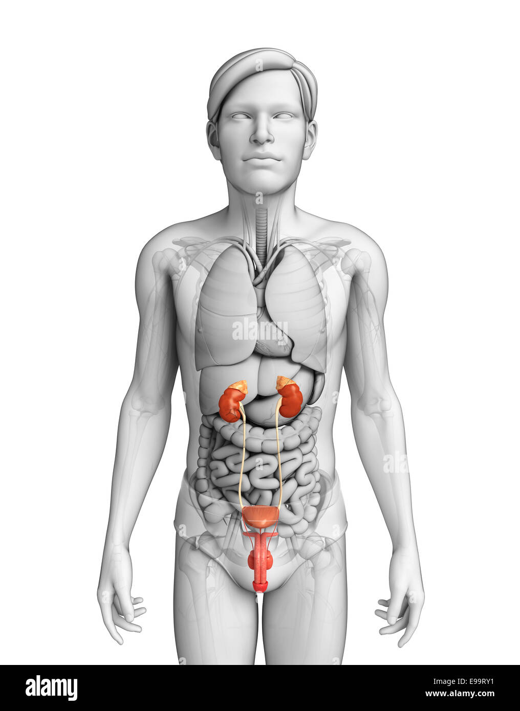Illustration of Male urinary system Stock Photo - Alamy