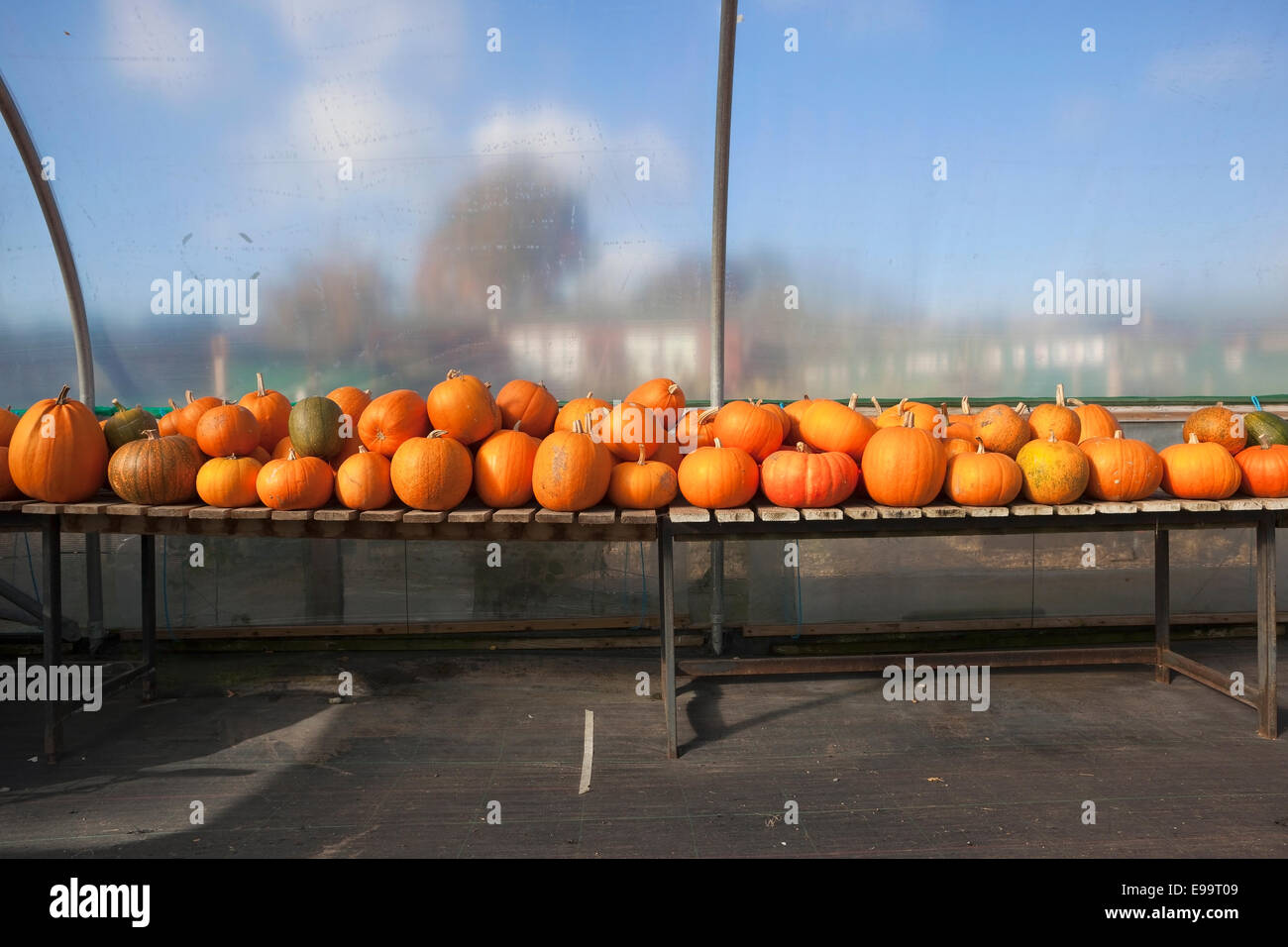 Pumpkins and squashes on a wooden display bench in a polythene tunnel Stock Photo
