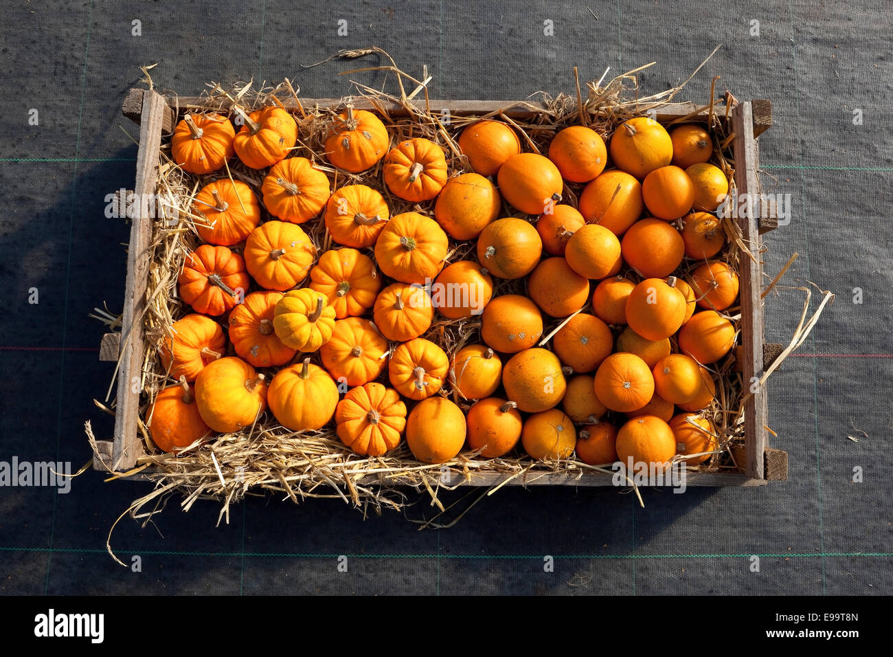 A wooden display box of ripe mini pumpkins and squashes in straw Stock ...