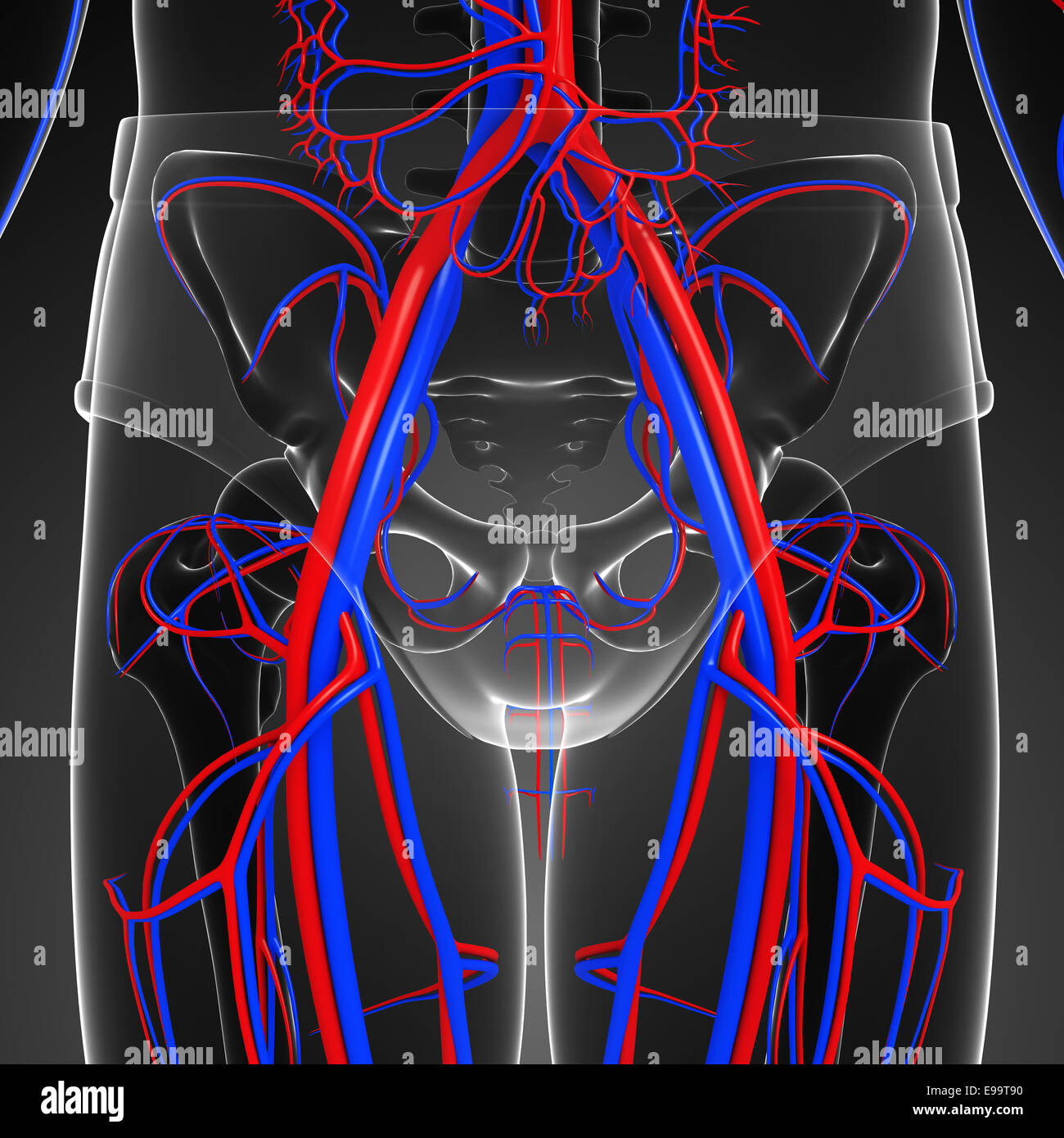 Pelvic arteries hi-res stock photography and images - Alamy