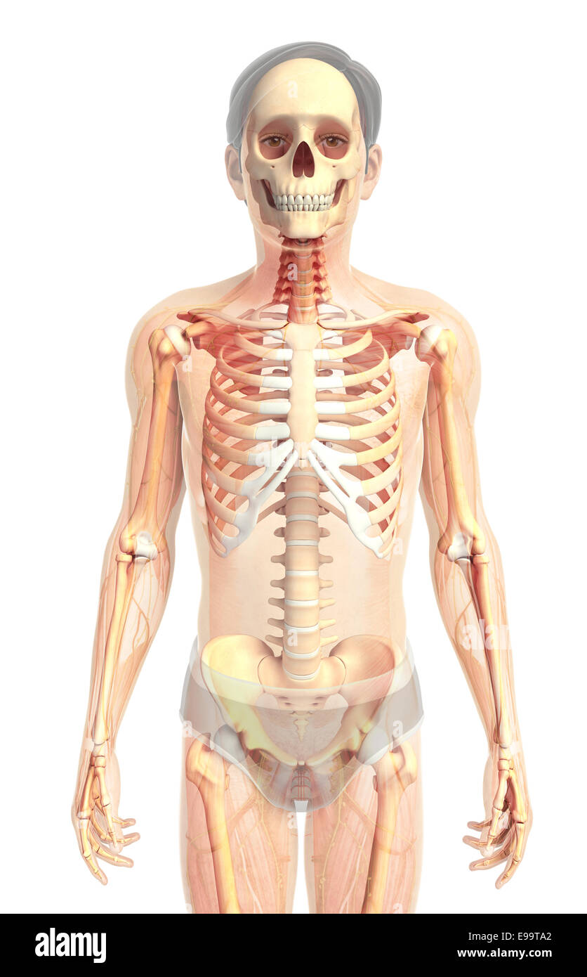 Illustration of human front view skeleton Stock Photo - Alamy