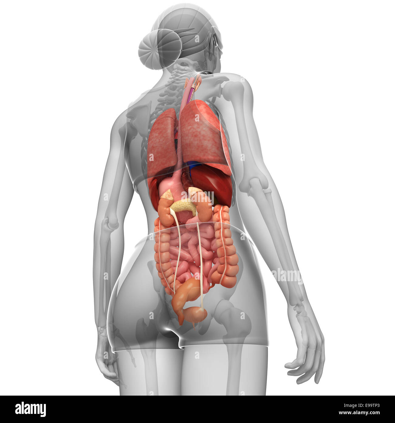 Illustration of female digestive system back view Stock Photo - Alamy