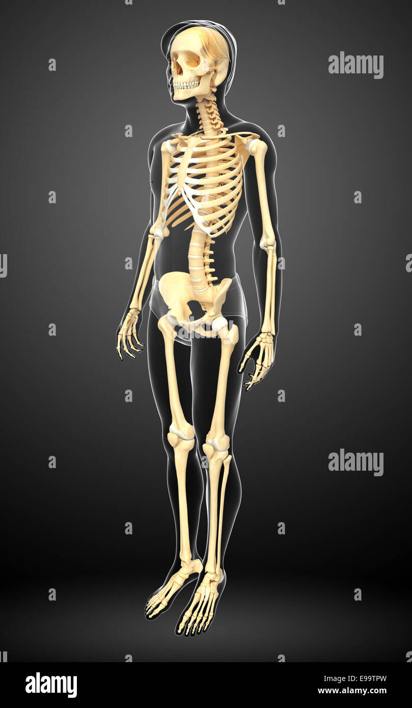 Illustration of human skeleton side view Stock Photo - Alamy