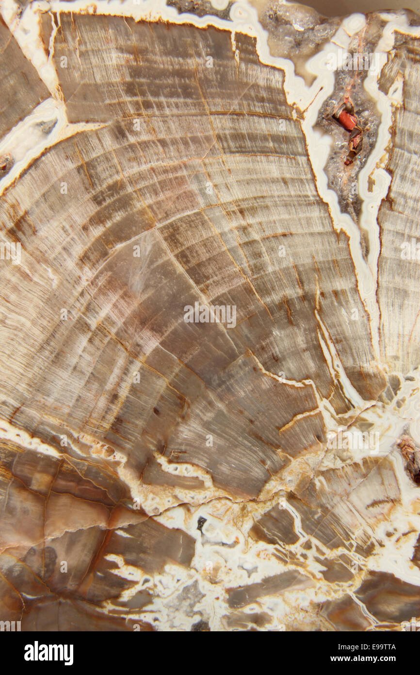 Petrified wood Stock Photo