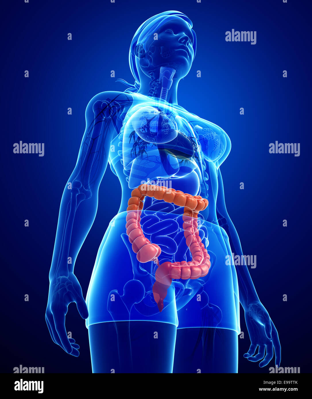 Urethra woman anatomy