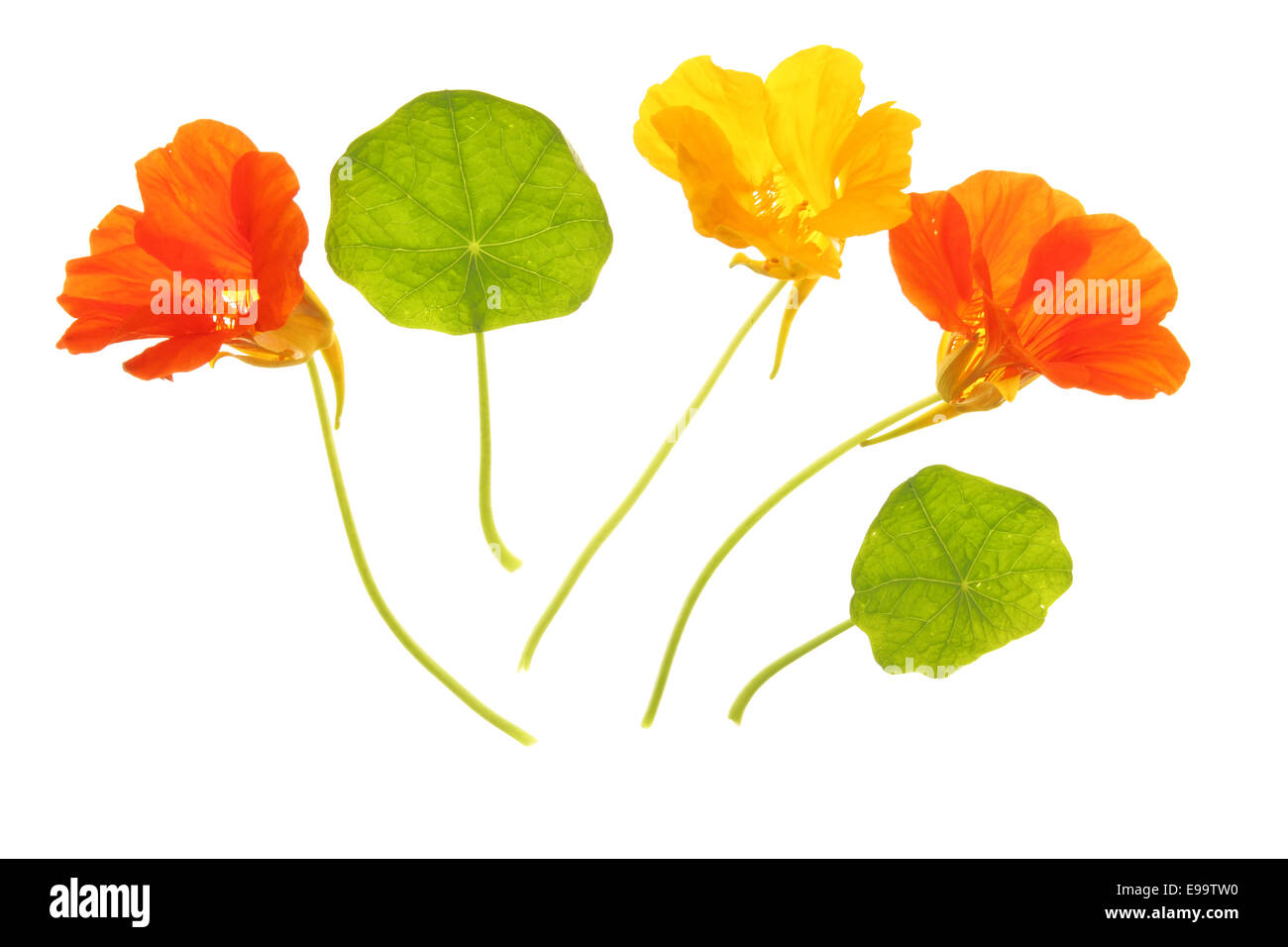 Nasturtium (Tropaeolum majus) Stock Photo