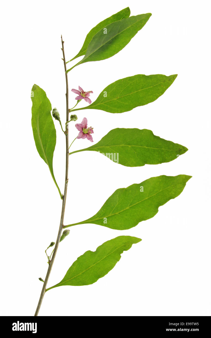 Goji berry or wolfberry (Lycium barbarum) Stock Photo