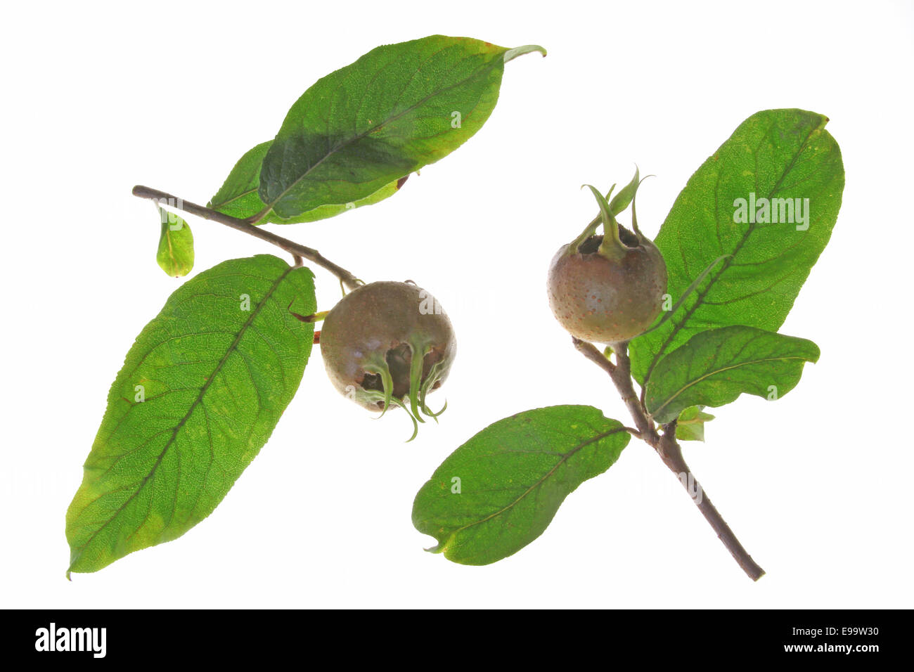 Common medlar (Mespilus germanica) Stock Photo