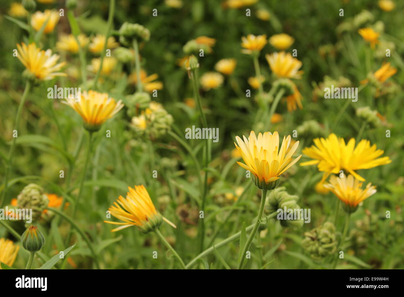 Marigold flowers (Calendula officinalis Stock Photo Alamy